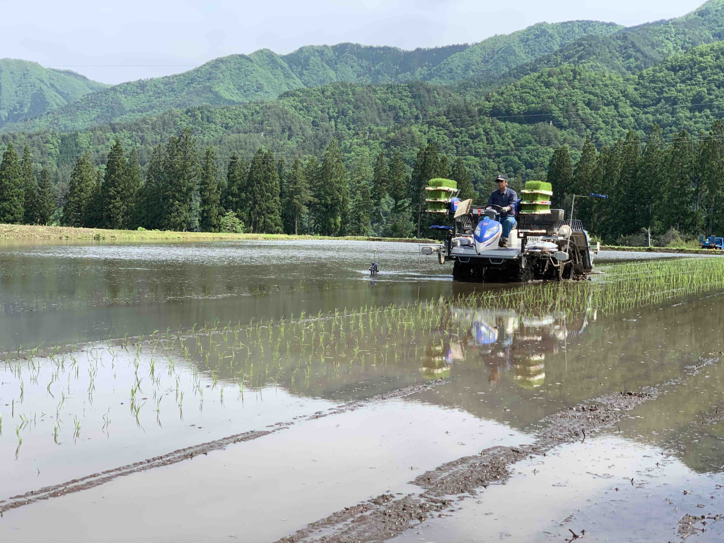 岐阜県奥飛騨いのちの壱　田植え風景 | 農薬化学肥料不使用　作物