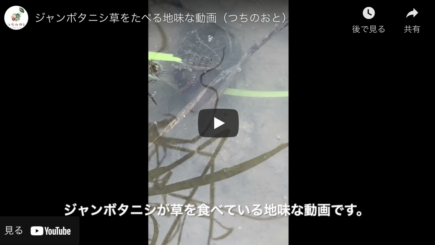 ジャンボタニシが草をたべる地味な動画 | 農薬化学肥料不使用　作物
