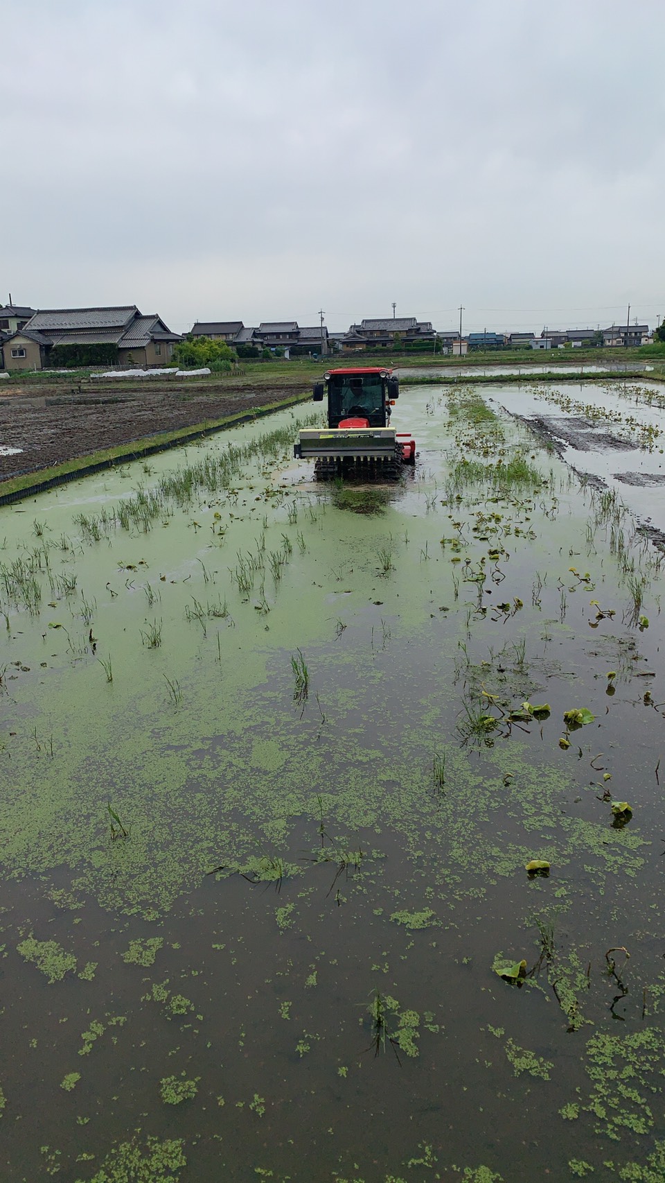 あいち海部農協さん　米ぬか酵素ぼかしペレット散布 | 農薬化学肥料不使用　作物