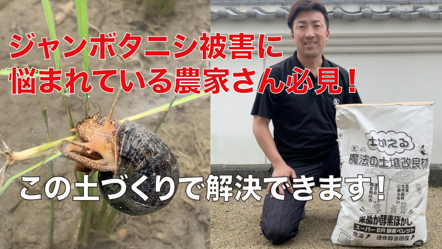 ジャンボタニシで困っている農家さん必見！ この土づくりで解決できます！ | 農薬化学肥料不使用　作物