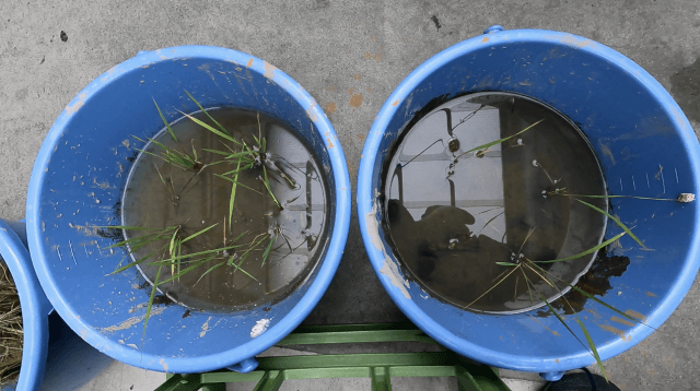 ジャンボタニシ被害実験　土づくりをした土へ除草剤を入れたらどうなる？　Part2