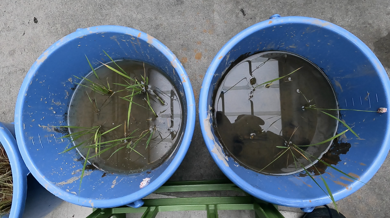 ジャンボタニシ被害実験　土づくりをした土へ除草剤を入れたらどうなる？　Part2 | つちのおと