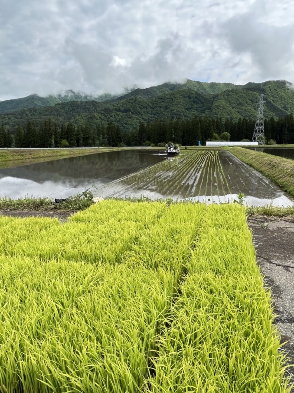 無農薬栽培米「いのちの壱」まんま農場さんの田植え | 農薬化学肥料不使用　作物