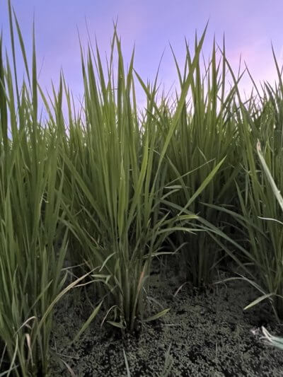 無農薬栽培米「つちのおと初霜」　生育状況