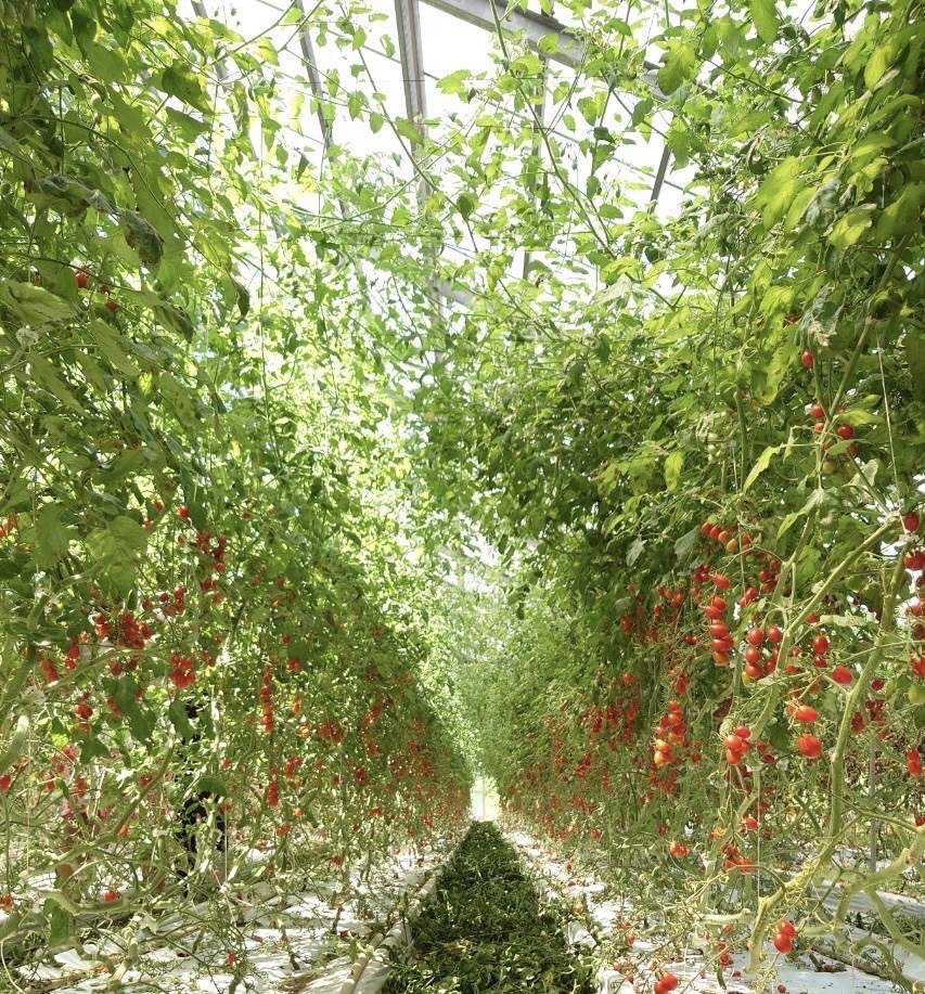 つちのおと🍅生搾りトマトジュースがとにかく凄い！ | 農薬化学肥料不使用　作物
