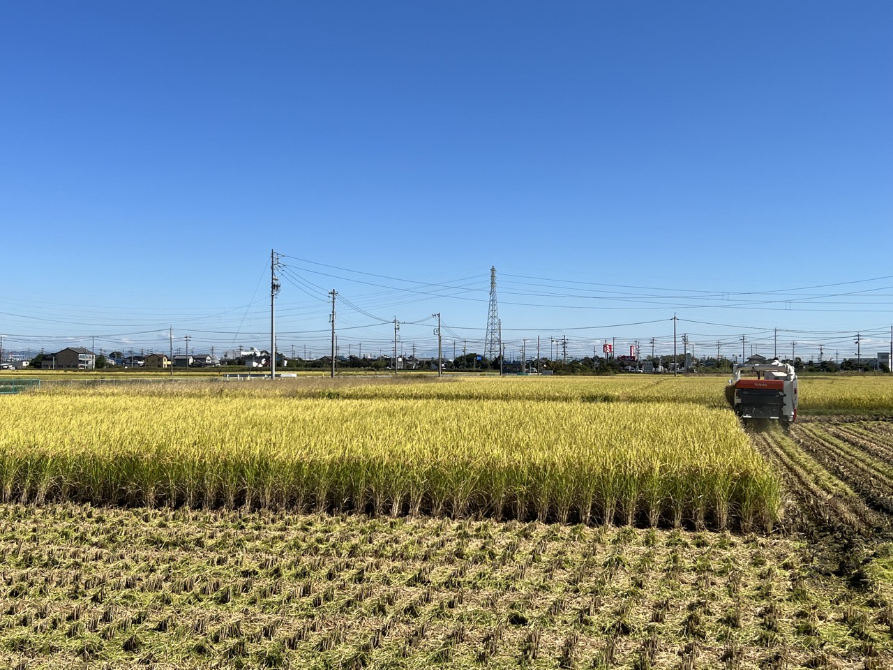 無農薬栽培米「つちのおと」初霜稲刈り🌾 | 農薬化学肥料不使用　作物