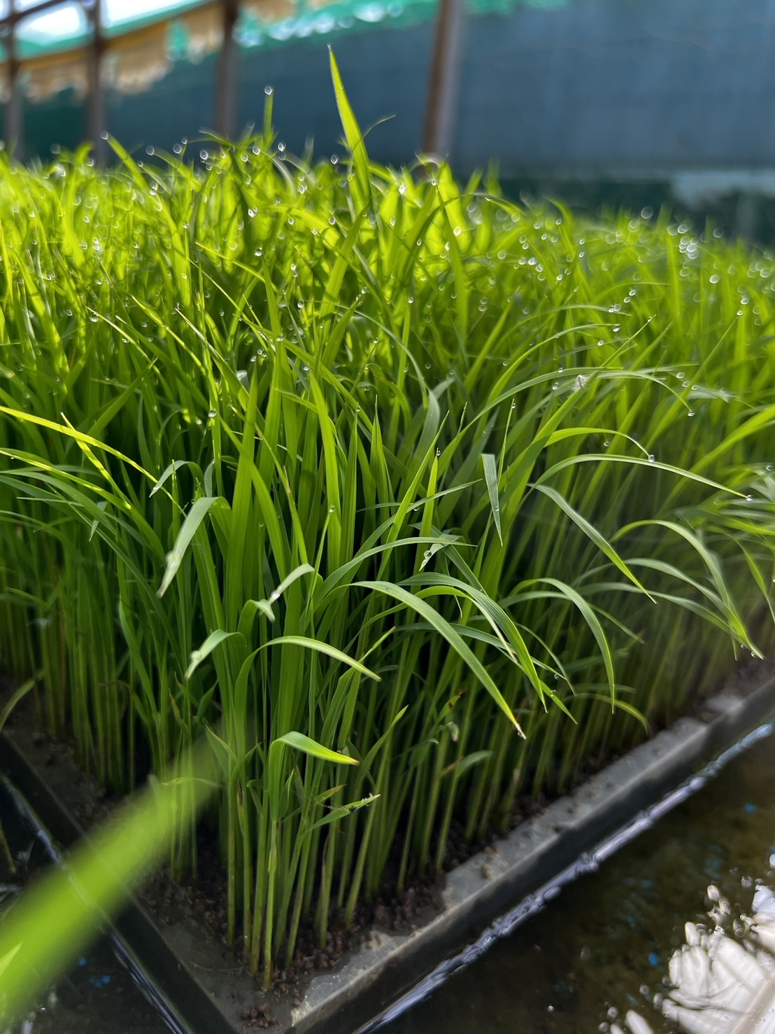 『つちのおと』(無農薬栽培米）の田植えが始まりました！ | 農薬化学肥料不使用　作物